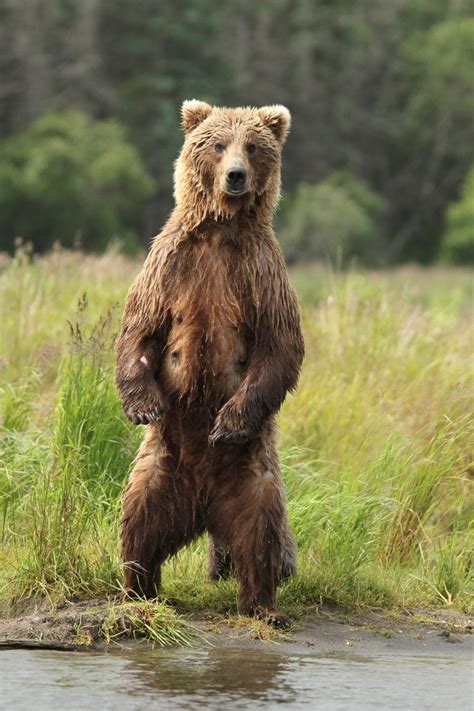 Katmai National Park Standing Brown Bear
