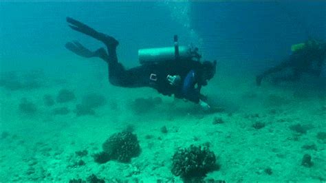 This Is How We Help Make The Ocean A Better Place For Coral Response