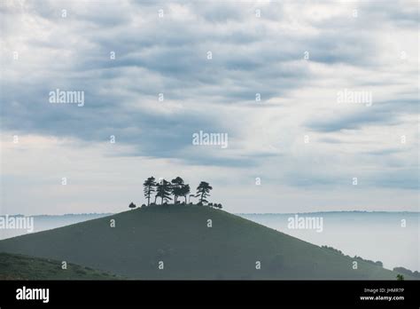 The Famous Stand Of Trees On Colmers Hill On A Misty Morning Near