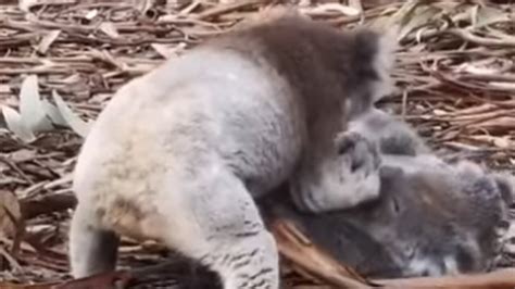 video angry koala fight caught on camera at kangaroo island the weekly times