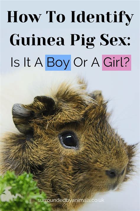 Step By Step Guide To Sexing Guinea Pigs Is It A Boy Or A Girl Artofit