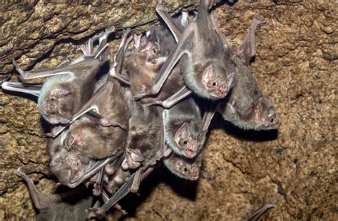 19 Blood Sucking Vampire Bat Facts Fact Animal