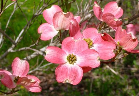 Dogwoods Pink Dogwood Tree Dogwood Flowers Dogwood Trees