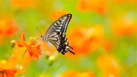 Butterfly Hd Wallpapers 1080p Hd