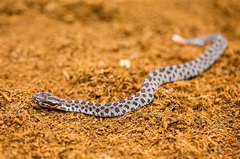 Baby Rattlesnakes At Chicago Zoo Animal Fact Guide