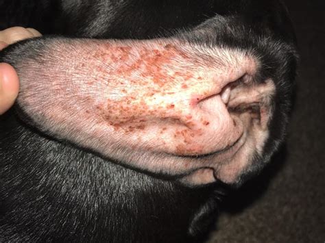 Itchy Bumps On Dogs Skin