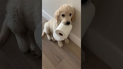 Dog Hoards Toilet Paper 🧻 Golden Retriever Puppy Youtube