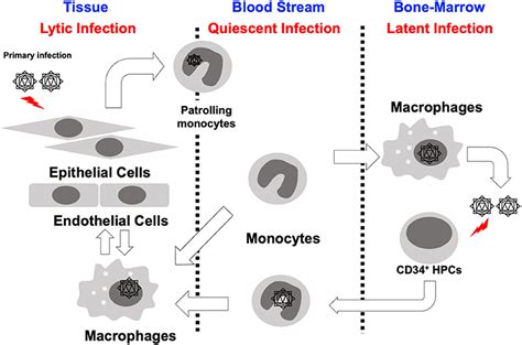 Frontiers The Differentiation Of Human Cytomegalovirus Infected Monocytes Is Required For