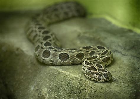 Russells Viper Facts Animals Of Asia