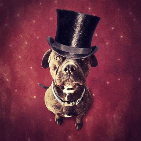 Artist Creates Amazing Surreal Photos To Help Abandoned Dogs Find