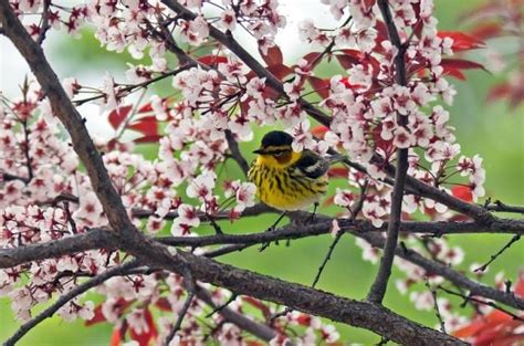 Bird Spring Migration Hotspots Across America Birds And Blooms