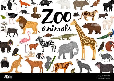 Zoo Animals Vector Collection Stock Vector Image And Art Alamy