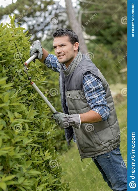 Male Worker Trimming Hedge Stock Photo Image Of Looker 196189472