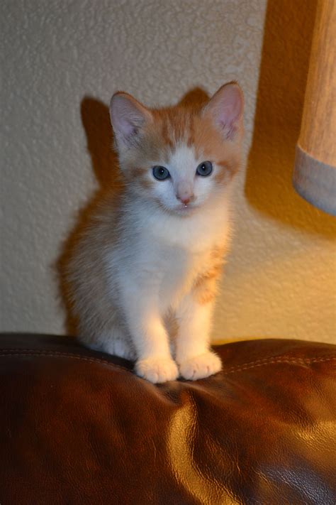 Orangewhite Tabby Kitten Tabby Kitten Tabby Pets