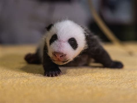 Cute Baby Pandas Vlrengbr