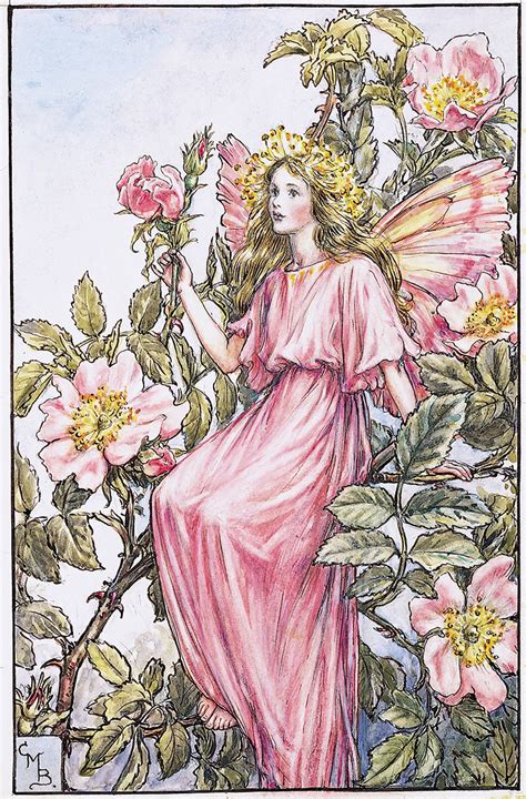 The Wild Rose Fairy Flower Fairies