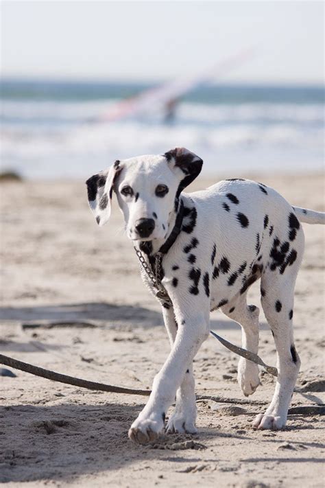 Read more at the ohio foster care and adoption website. Best 25+ Dalmatian rescue ideas on Pinterest | Dalmatian ...