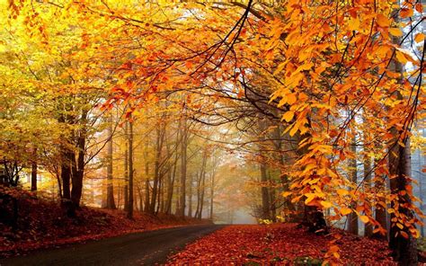 Cool Fall Backgrounds Wallpaper Cave