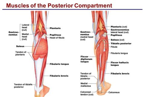 Posterior Compartment Leg Muscles Anatomy Info