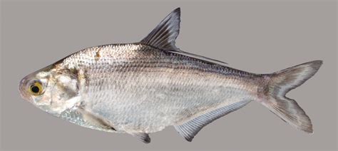 Gizzard Shad Discover Fishes
