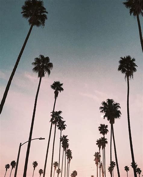 Palm Trees And Pink Sunsets La Sunset Photography Instagram Sunset