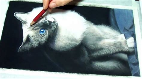 Speed Painting Of A Birman Cat Portrait In Pastels Ritratto Sacro Di