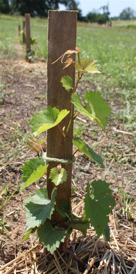We Used Simple Stakes To Train The Grapes During The 1st Year Of Growth