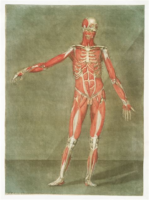 Anatomical Illustrations Free Public Domain Anatomy Images Rawpixel