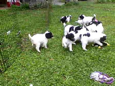 To apply for a pup from this litter Parti Standard Poodle Puppies at Play New Litter Ready 12 ...