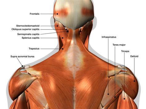 Back Muscles Diagram Image Result For Back Muscles Diagram Muscle