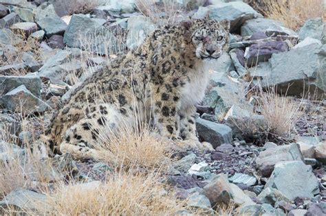Can You Spot The Snow Leopard Amazing Photographs Show The Elusive