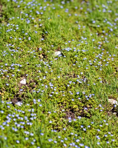Little Blue Flowers In The Nature Stock Image Colourbox