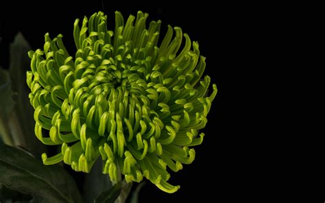Green Mum 037 Green Chrysanthemum See More At Ronsartp Flickr