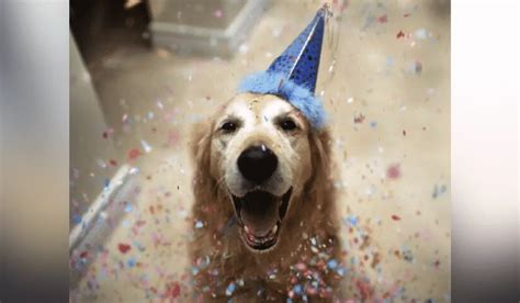 20 Unbelievably Sweet Photos Of Senior Dogs Celebrating Their Birthdays
