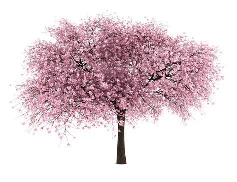 Cherry Blossom Png - Cliparts.co png image