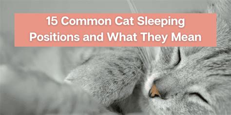 15 Common Cat Sleeping Positions And What They Mean
