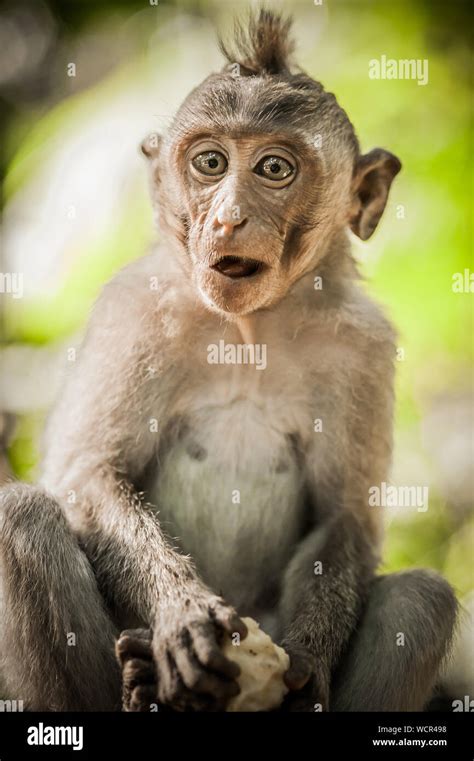 Little Baby Monkey Macaca Mulatta Eating In Sacred Monkey Forest