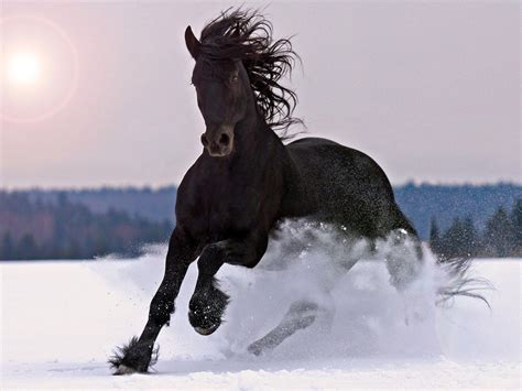 Winter Horse Wallpapers Top Free Winter Horse Backgrounds