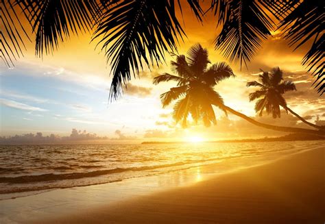 Tropical Sunset Paradise Beach Coast Sea Ocean Palm Summer