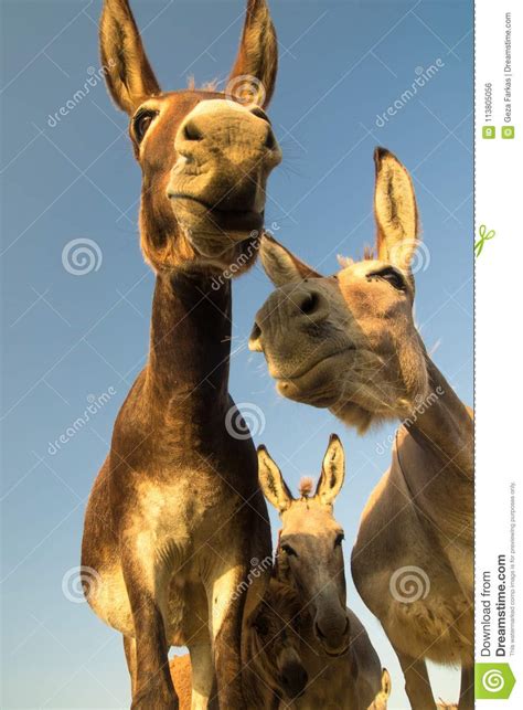 Portrait Of Wild Donkeys With Funny Faces Stock Photo Image Of Brown