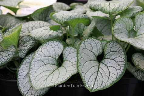 Brunnera Macrophylla ‘silver Heart Plantentuin Esveld