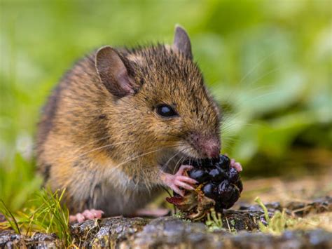Field Mouse Stock Photos Pictures And Royalty Free Images Istock