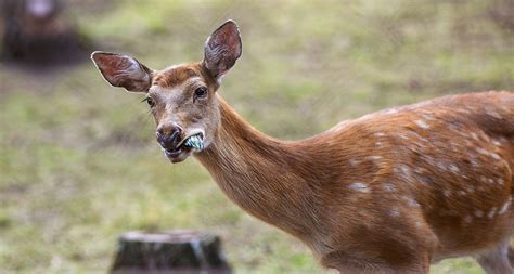 Python eats deer so fast in secounds. Do Deer Eat Fruits (Bananas, Apple, Berries, Oranges ...