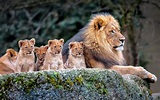 lion-family-baby-lions-hd-wallpaper : r/Lions