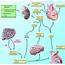 Hepatorenal Syndrome Pathophysiology And Management  American Society