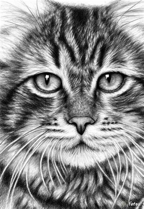 Pin by Tammy Peters on Cats and dogs | Cat face drawing, Realistic