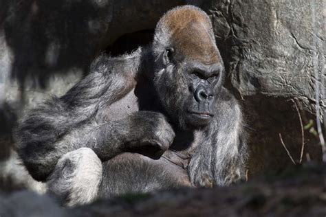 Gorilla Dads Zoo Atlanta