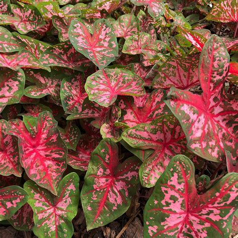 Caladiums Carolyn Whorton Plants Bulbs And Seeds At