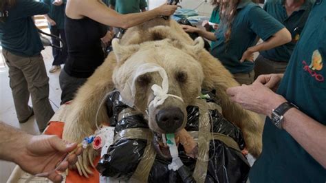 Bear In Israel Undergoes Surgery To Repair Herniated Disc Fox News