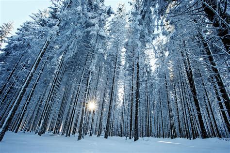 The Light Snow Forest Photograph By Roeselien Raimond